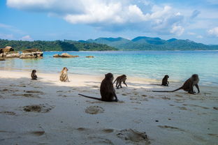 九游娱乐官网 (jiuyou)-世界沙滩龙舟锦标赛中国团队表现优异，国际龙舟锦标赛